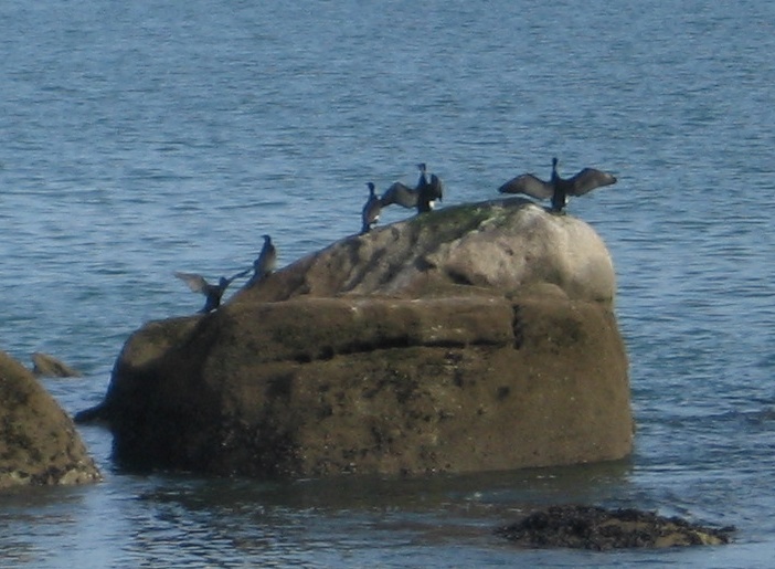 cormorans beg meil